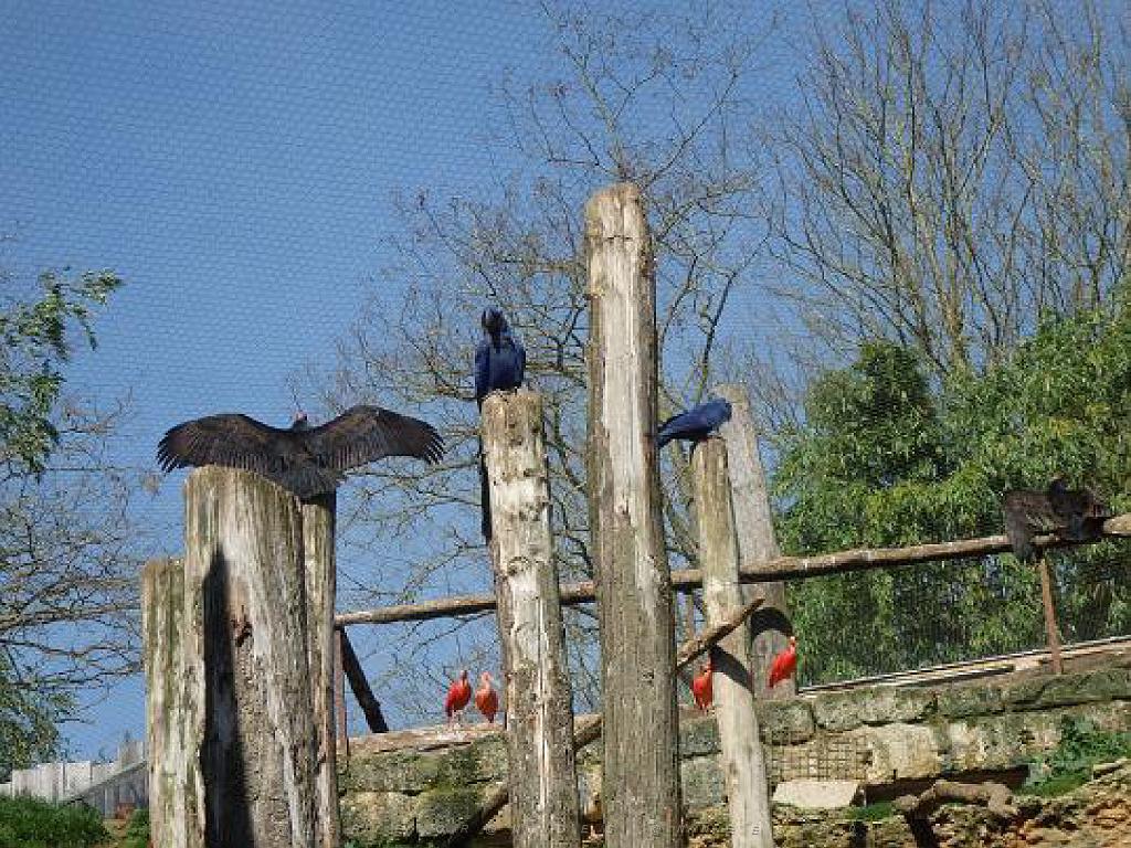 149 BIO PARC DE DOUE LA FONTAINE 5- 2016_000059.jpg